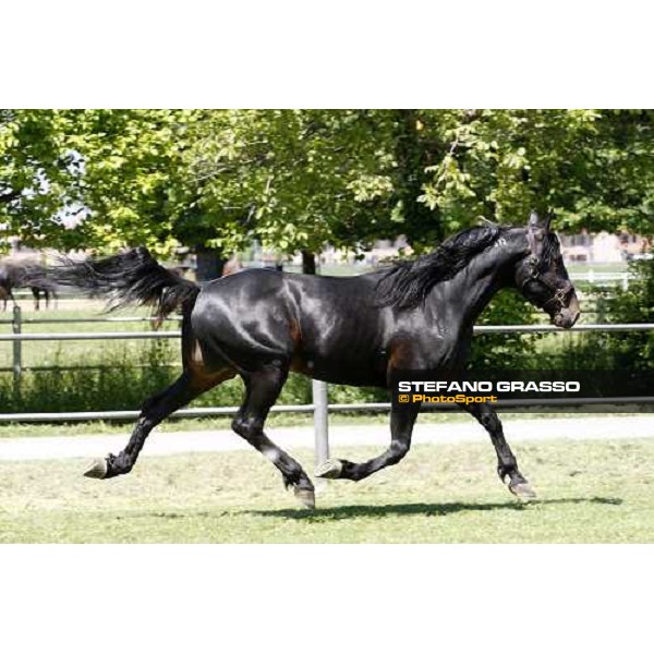 Yankee Slide in the paddock at O.M. srl stable Le Budrie di S.Giovanni in Persiceto (Bo), 6th may 2008 ph. Stefano Grasso