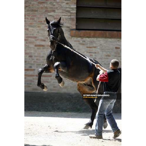 Yankee Slide in the paddock at O.M. srl stable Le Budrie di S.Giovanni in Persiceto (Bo), 6th may 2008 ph. Stefano Grasso