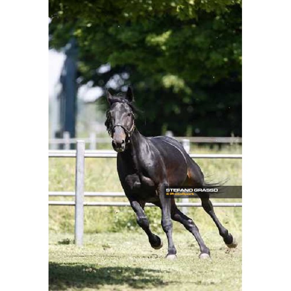 Yankee Slide in the paddock at O.M. srl stable Le Budrie di S.Giovanni in Persiceto (Bo), 6th may 2008 ph. Stefano Grasso