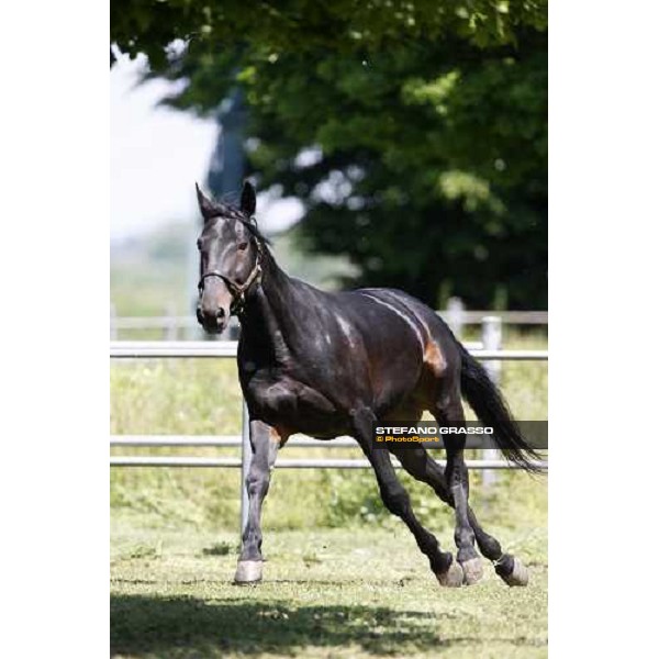 Yankee Slide in the paddock at O.M. srl stable Le Budrie di S.Giovanni in Persiceto (Bo), 6th may 2008 ph. Stefano Grasso