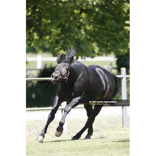 Yankee Slide in the paddock at O.M. srl stable Le Budrie di S.Giovanni in Persiceto (Bo), 6th may 2008 ph. Stefano Grasso