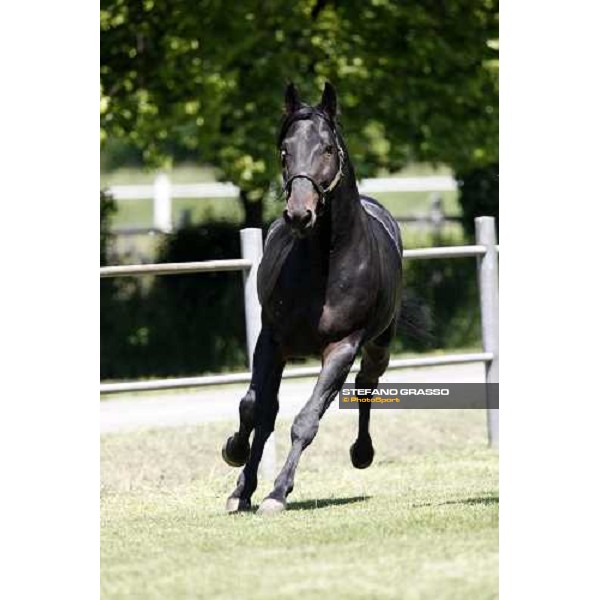 Yankee Slide in the paddock at O.M. srl stable Le Budrie di S.Giovanni in Persiceto (Bo), 6th may 2008 ph. Stefano Grasso