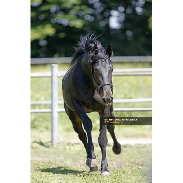 Yankee Slide in the paddock at O.M. srl stable Le Budrie di S.Giovanni in Persiceto (Bo), 6th may 2008 ph. Stefano Grasso