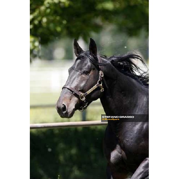 Yankee Slide in the paddock at O.M. srl stable Le Budrie di S.Giovanni in Persiceto (Bo), 6th may 2008 ph. Stefano Grasso