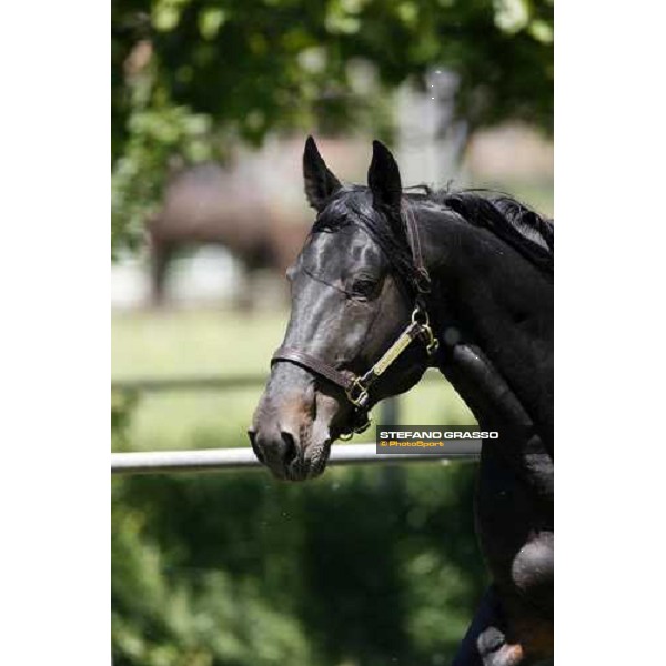 Yankee Slide in the paddock at O.M. srl stable Le Budrie di S.Giovanni in Persiceto (Bo), 6th may 2008 ph. Stefano Grasso