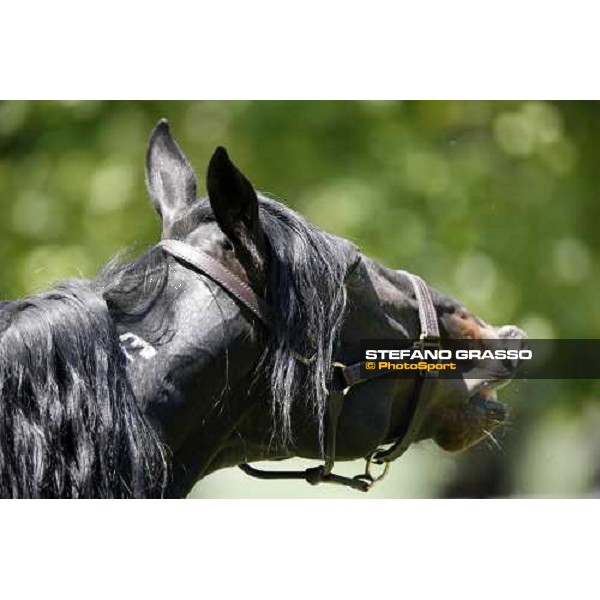 Yankee Slide in the paddock at O.M. srl stable Le Budrie di S.Giovanni in Persiceto (Bo), 6th may 2008 ph. Stefano Grasso