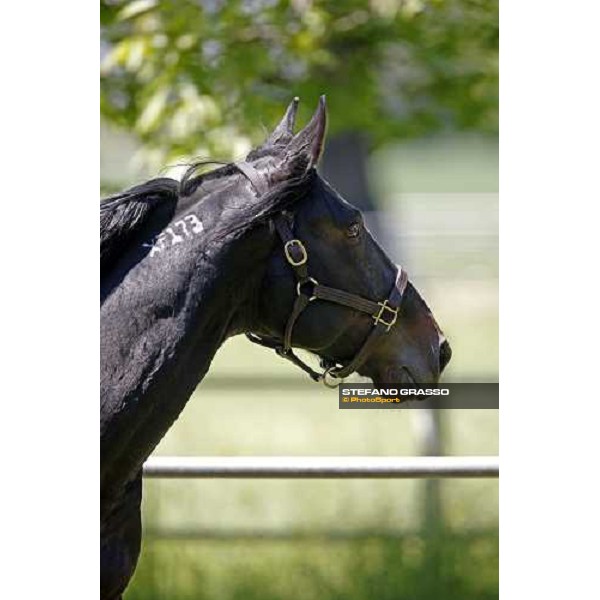 Yankee Slide in the paddock at O.M. srl stable Le Budrie di S.Giovanni in Persiceto (Bo), 6th may 2008 ph. Stefano Grasso