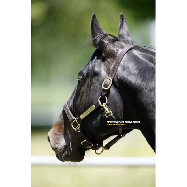 Yankee Slide in the paddock at O.M. srl stable Le Budrie di S.Giovanni in Persiceto (Bo), 6th may 2008 ph. Stefano Grasso