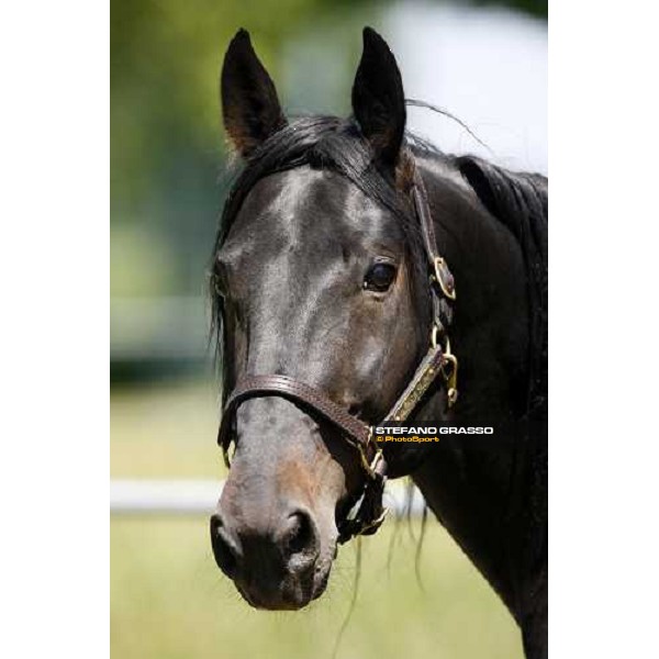 Yankee Slide in the paddock at O.M. srl stable Le Budrie di S.Giovanni in Persiceto (Bo), 6th may 2008 ph. Stefano Grasso