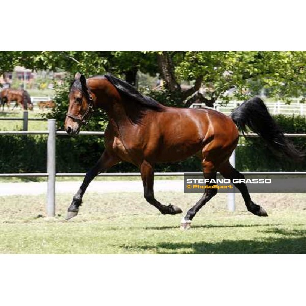 Fairbank Gi in the paddock at O.M. srl stable Le Budrie di S.Giovanni in Persiceto (Bo), 6th may 2008 ph. Stefano Grasso