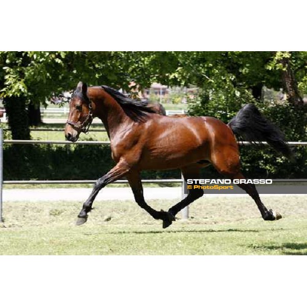 Fairbank Gi in the paddock at O.M. srl stable Le Budrie di S.Giovanni in Persiceto (Bo), 6th may 2008 ph. Stefano Grasso