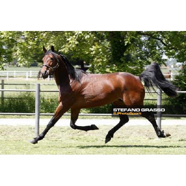 Fairbank Gi in the paddock at O.M. srl stable Le Budrie di S.Giovanni in Persiceto (Bo), 6th may 2008 ph. Stefano Grasso