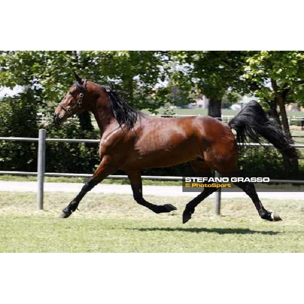 Fairbank Gi in the paddock at O.M. srl stable Le Budrie di S.Giovanni in Persiceto (Bo), 6th may 2008 ph. Stefano Grasso