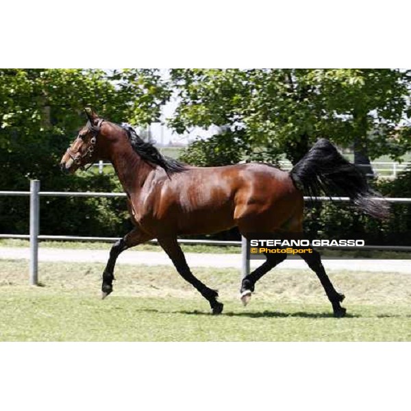 Fairbank Gi in the paddock at O.M. srl stable Le Budrie di S.Giovanni in Persiceto (Bo), 6th may 2008 ph. Stefano Grasso