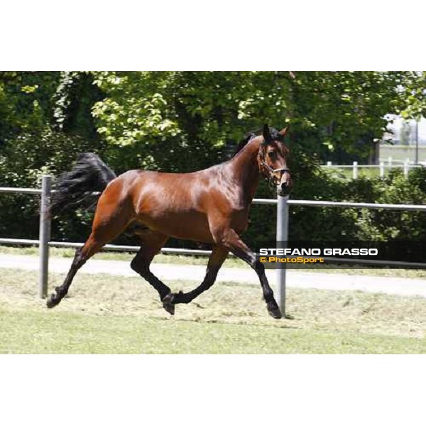 Fairbank Gi in the paddock at O.M. srl stable Le Budrie di S.Giovanni in Persiceto (Bo), 6th may 2008 ph. Stefano Grasso