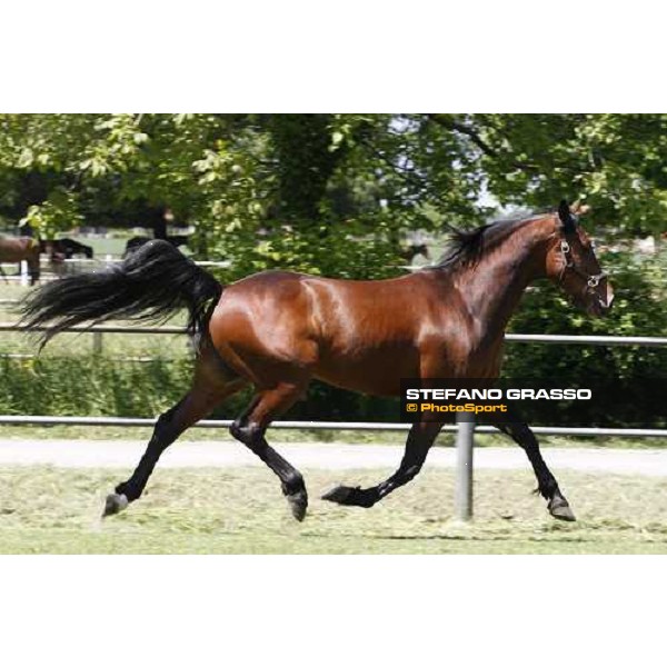 Fairbank Gi in the paddock at O.M. srl stable Le Budrie di S.Giovanni in Persiceto (Bo), 6th may 2008 ph. Stefano Grasso