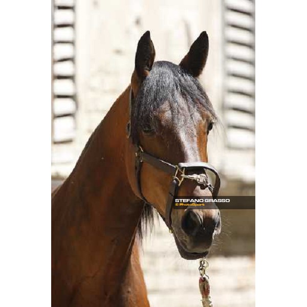 Fairbank Gi in the paddock at O.M. srl stable Le Budrie di S.Giovanni in Persiceto (Bo), 6th may 2008 ph. Stefano Grasso