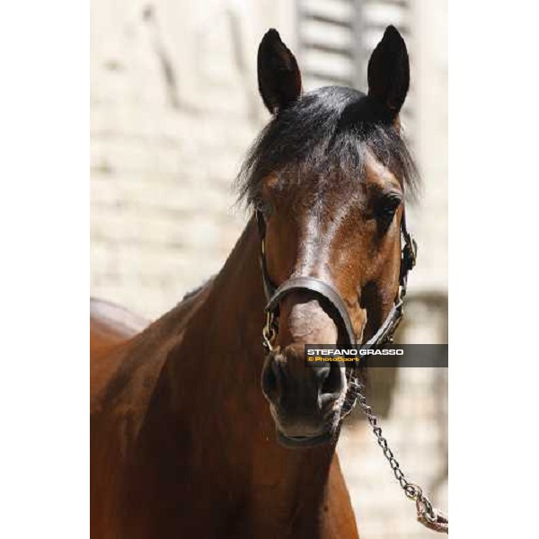 Fairbank Gi in the paddock at O.M. srl stable Le Budrie di S.Giovanni in Persiceto (Bo), 6th may 2008 ph. Stefano Grasso