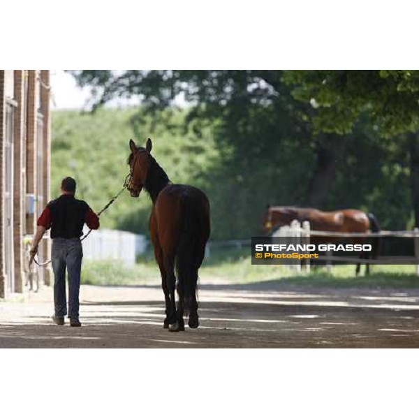 Fairbank Gi going to the paddock at O.M. srl stable Le Budrie di S.Giovanni in Persiceto (Bo), 6th may 2008 ph. Stefano Grasso