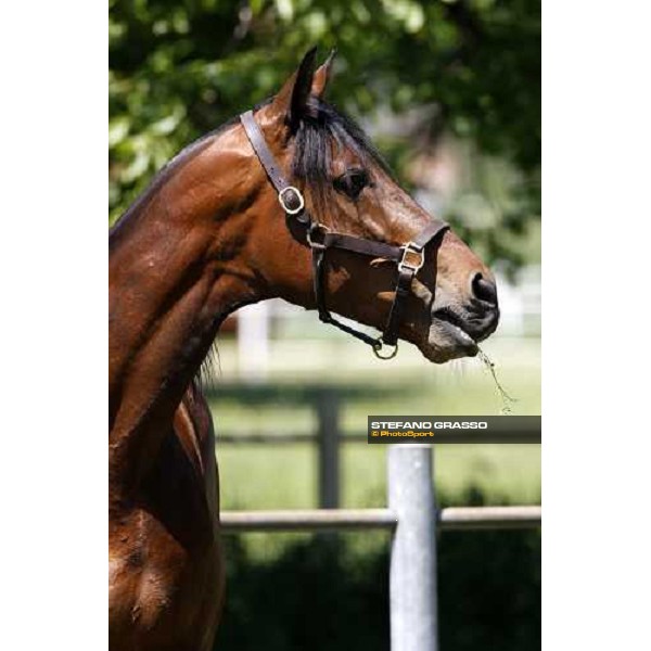 Fairbank Gi in the paddock at O.M. srl stable Le Budrie di S.Giovanni in Persiceto (Bo), 6th may 2008 ph. Stefano Grasso