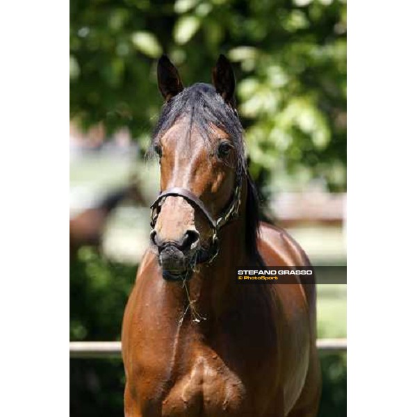 Fairbank Gi in the paddock at O.M. srl stable Le Budrie di S.Giovanni in Persiceto (Bo), 6th may 2008 ph. Stefano Grasso