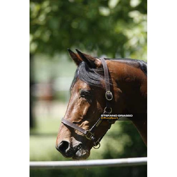 Fairbank Gi in the paddock at O.M. srl stable Le Budrie di S.Giovanni in Persiceto (Bo), 6th may 2008 ph. Stefano Grasso