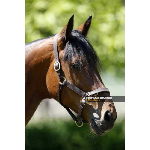 Fairbank Gi in the paddock at O.M. srl stable Le Budrie di S.Giovanni in Persiceto (Bo), 6th may 2008 ph. Stefano Grasso