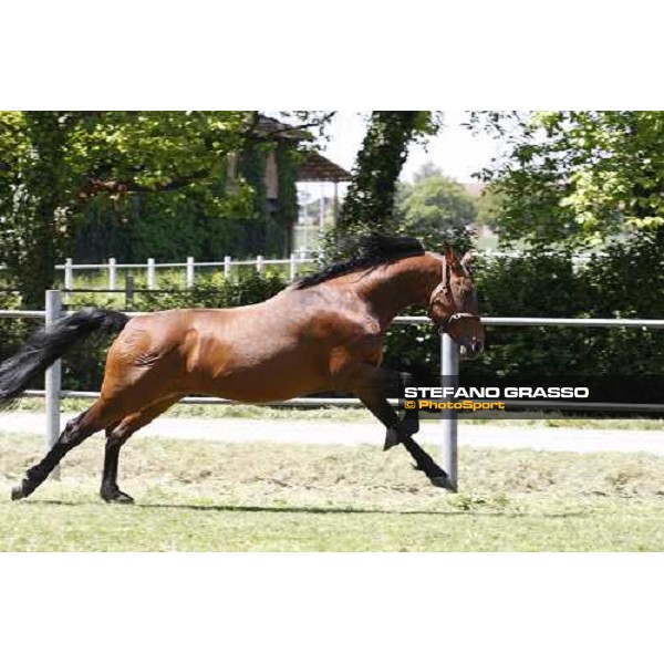 Uronometro in the paddock at O.M. srl stable Le Budrie di S.Giovanni in Persiceto (Bo), 6th may 2008 ph. Stefano Grasso