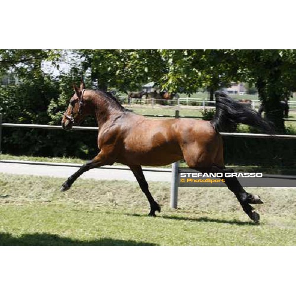 Uronometro in the paddock at O.M. srl stable Le Budrie di S.Giovanni in Persiceto (Bo), 6th may 2008 ph. Stefano Grasso