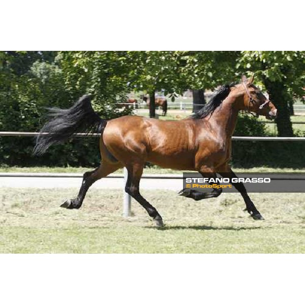 Uronometro in the paddock at O.M. srl stable Le Budrie di S.Giovanni in Persiceto (Bo), 6th may 2008 ph. Stefano Grasso