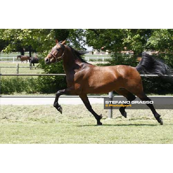 Uronometro in the paddock at O.M. srl stable Le Budrie di S.Giovanni in Persiceto (Bo), 6th may 2008 ph. Stefano Grasso