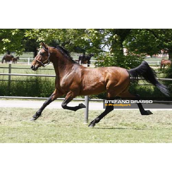 Uronometro in the paddock at O.M. srl stable Le Budrie di S.Giovanni in Persiceto (Bo), 6th may 2008 ph. Stefano Grasso