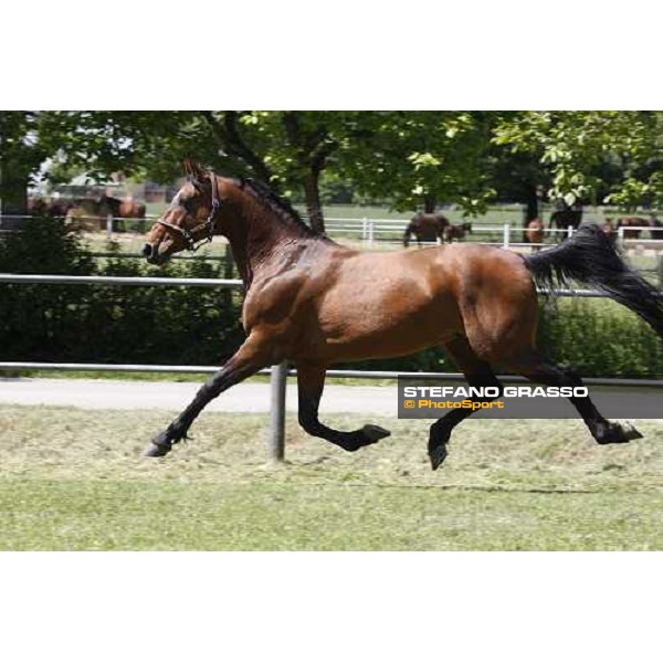 Uronometro in the paddock at O.M. srl stable Le Budrie di S.Giovanni in Persiceto (Bo), 6th may 2008 ph. Stefano Grasso