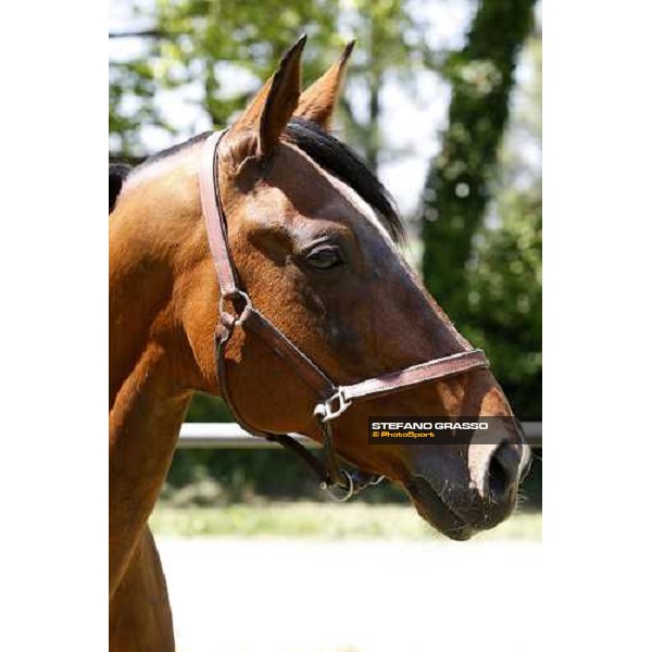 Uronometro in the paddock at O.M. srl stable Le Budrie di S.Giovanni in Persiceto (Bo), 6th may 2008 ph. Stefano Grasso