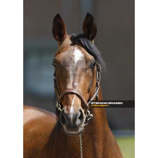 Uronometro in the paddock at O.M. srl stable Le Budrie di S.Giovanni in Persiceto (Bo), 6th may 2008 ph. Stefano Grasso