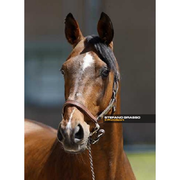 Uronometro in the paddock at O.M. srl stable Le Budrie di S.Giovanni in Persiceto (Bo), 6th may 2008 ph. Stefano Grasso