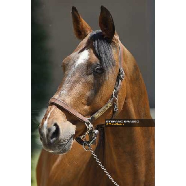 Uronometro in the paddock at O.M. srl stable Le Budrie di S.Giovanni in Persiceto (Bo), 6th may 2008 ph. Stefano Grasso