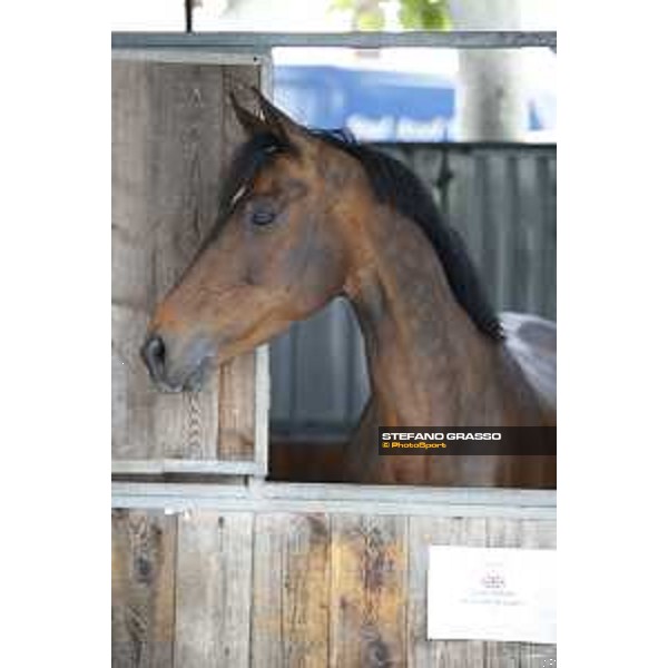 LGCT of Cannes - Behind the scenes - Hello Mr President - Cannes, Stade des Hesperides - 6 June 2018 - ph.Stefano Grasso/LGCT