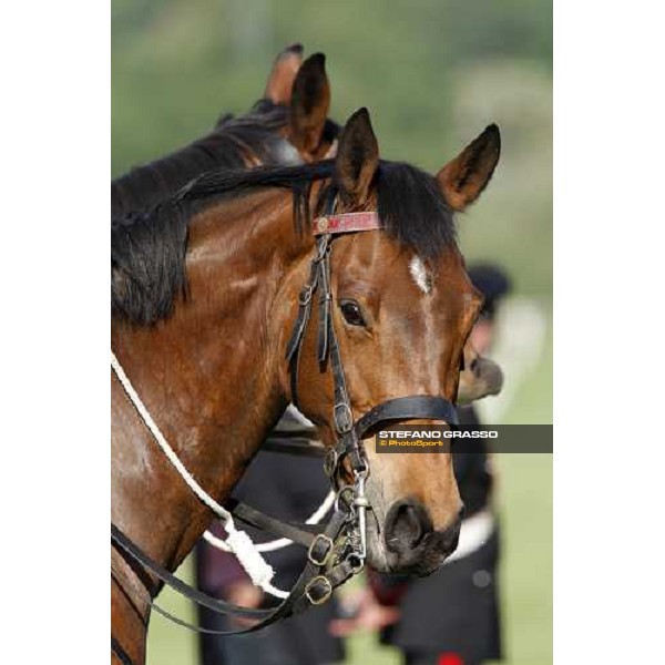 horses at Gran Premio Lotteria Napoli, 4th may 2008 ph. Stefano Grasso