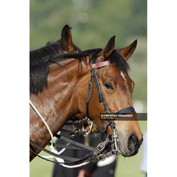 horses at Gran Premio Lotteria Napoli, 4th may 2008 ph. Stefano Grasso