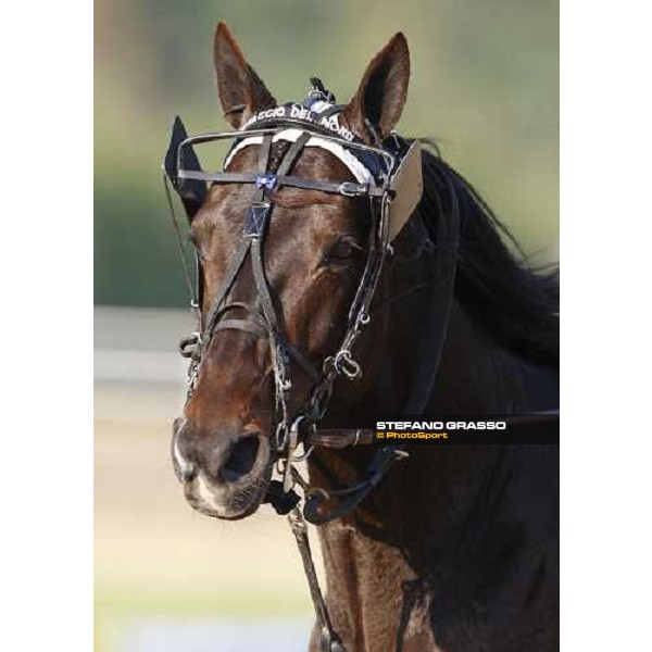 a close up for Ghiaccio del Nord before the start of Gran Premio Lotteria Napoli, 4th may 2008 ph. Stefano Grasso