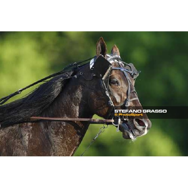 a close up for Ghiaccio del Nord before the start of Gran Premio Lotteria Napoli, 4th may 2008 ph. Stefano Grasso