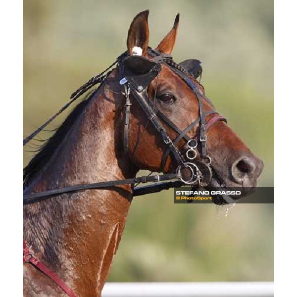 a close up for Gambling Bi before the start of Gran Premio Lotteria Napoli, 4th may 2008 ph. Stefano Grasso