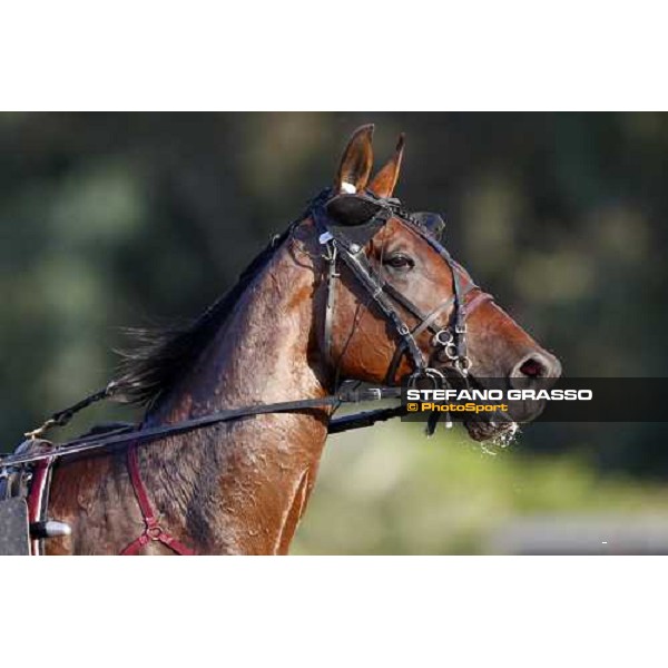 a close up for Gambling Bi before the start of Gran Premio Lotteria Napoli, 4th may 2008 ph. Stefano Grasso