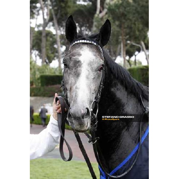 close up for Cima de Triomphe winner of 125¡ Derby Italiano Rome, 11th may 2008 ph. Stefano Grasso