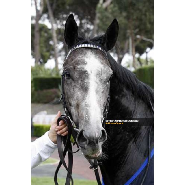 close up for Cima de Triomphe winner of 125¡ Derby Italiano Rome, 11th may 2008 ph. Stefano Grasso
