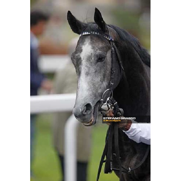 close up for Cima de Triomphe winner of the 125¡ Derby Italiano Rome, 11th may 2008 ph. Stefano Grasso