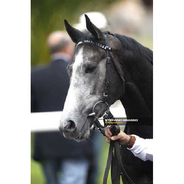 close up for Cima de Triomphe winner of the 125¡ Derby Italiano Rome, 11th may 2008 ph. Stefano Grasso