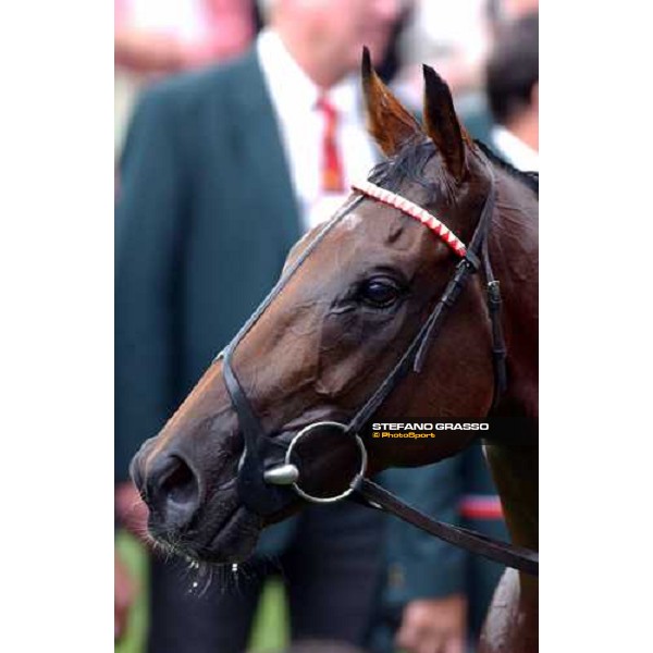 close up for Warrsan winner of The Vodafone Coronation Cup Epsom 4th june 2004 ph. Stefano Grasso