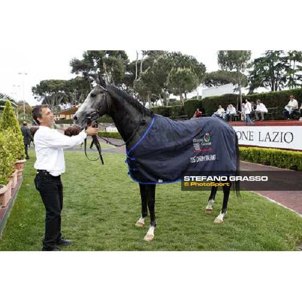 Cima de Triomphe poses after winning the 125¡ Derby Italiano Rome, 11th may 2008 ph. Stefano Grasso